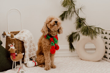 pets for Christmas new year’s eve day decorations presents santa claus kitchen Father Christmas, Saint Nicholas cat dog poodle cookies dough tree ornaments holiday