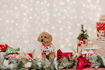 pets for Christmas new year’s eve day decorations presents santa claus kitchen Father Christmas, Saint Nicholas cat dog poodle cookies dough tree ornaments holiday