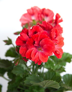 Elegance Rosanna Regal Geranium, Geranium grandiflorum with scarlet - red flowers