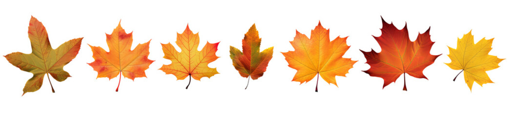 Obraz premium Set of autumn fall maple leaves isolated on transparent background PNG