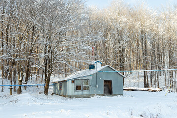 Small blue sugar shack in maple trees woods seen during a sunny winter afternoon,...