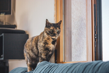 Tortoise tortoiseshell cat is sitting on blue sofa looking in window at home. Feline pet indoors. Domestic animal. Angry pet kitty in the room.