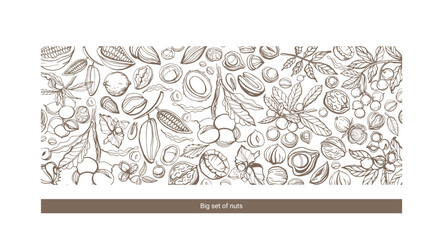 Big isolated vector set of nuts.Nuts and seeds collection.Vector hand drawn brown objects. Peanuts, cashews, walnuts, hazelnuts, cocoa, almonds, chestnut, pine nut, nutmeg, peanut, macadamia, coconut.