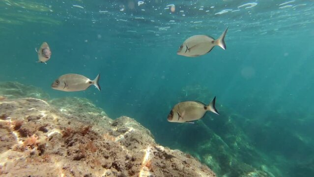 Underwater footage in Mediterranean sea with saddled seabreams (oblades)