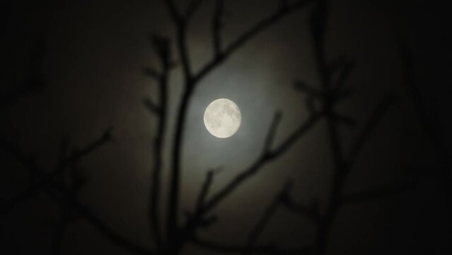 Full moon in the branches of a tree without leaves, a dark cloudy night has an spooky feeling like thriller and horror films. Real shooting through a telephoto lens. Soft selective focus