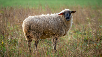 Countryside Animal Portrait of a Cute Domestic Sheep Grazing in a Meadow