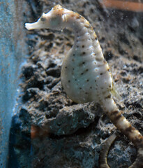 Sea horse at Shedd Aquarium © John