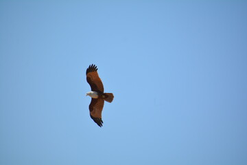 The Brahminy Kite is also known by a few other names including Red-backed Kite, Chestnut-white Kite, and Rufous Eagle. 