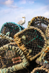 Seagull standing on top of a stack of lobster pots - Conwy Quay, North Wales