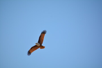 The Brahminy Kite is also known by a few other names including Red-backed Kite, Chestnut-white Kite, and Rufous Eagle. 