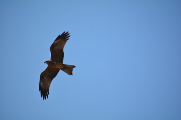 The Brahminy Kite is also known by a few other names including Red-backed Kite, Chestnut-white Kite, and Rufous Eagle. 