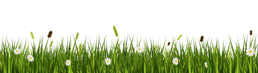 Realistic grass meadow vector banner with wild flowers on transparent background - obrazy, fototapety, plakaty