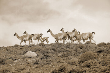 Guanacoes (Lama guanicoe) in Patagonia, Torres del Paine. The name guanaco comes from the South...