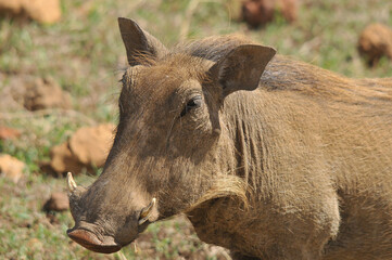  Warthog or Common Warthog (Phacochoerus africanus) is a wild member of the pig family that lives in grassland, savanna, and woodland in Sub-Saharan Africa