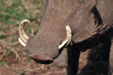  Warthog or Common Warthog (Phacochoerus africanus) is a wild member of the pig family that lives...
