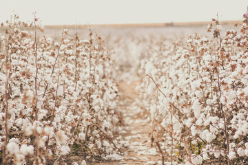 campo de algodão