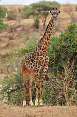 The giraffe (Giraffa camelopardalis) is an African even-toed ungulate mammal, the tallest of all extant land-living animal species, and the largest ruminant.