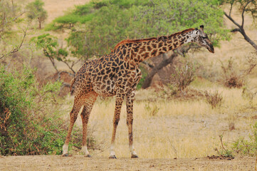 Naklejka na ściany i meble The giraffe (Giraffa camelopardalis) is an African even-toed ungulate mammal, the tallest of all extant land-living animal species, and the largest ruminant.
