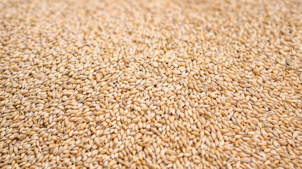 Grain