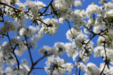 cherry tree blooming in spring