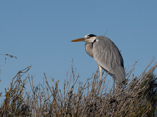 Grey heron, Ardea cinerea,