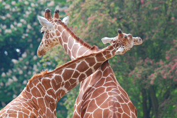 The giraffe (Giraffa camelopardalis) is an African even-toed ungulate mammal, the tallest of all...