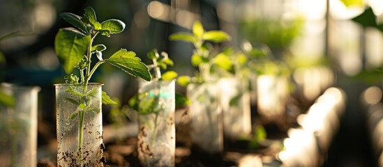 GM plants. Seedlings grown in tubes. - obrazy, fototapety, plakaty