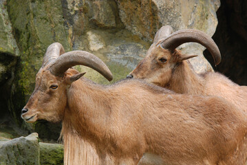 The Barbary sheep (Ammotragus lervia), also known as aoudad  is a species of caprine native to rocky mountains in North Africa.