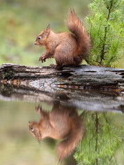 Red squirrel, Sciurus vulgaris