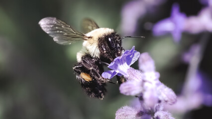 A female Bombus impatiens Common Eastern Bumble Bee worker in flight while pollinating a purple lavender flower. Long Island, New York, USA