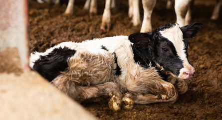 Newborn white with black calf laying on ground on livestock dairy farm