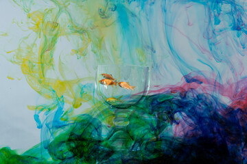 Four gold fish in fish bowl sliky colors around them