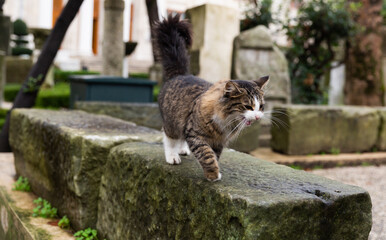 Cats on the details of ancient architecture in front of the archaeological museum in Istanbul