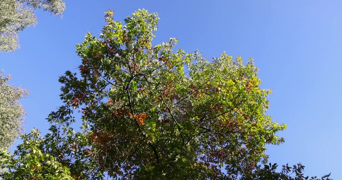 yellowing foliage on oaks in autumn weather, oak tree during the autumn season before leaf fall