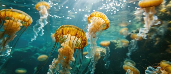 Fototapeta na wymiar Jellyfishes seen beneath the water