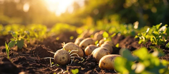 Foto op Aluminium Sowing organic potatoes with sprouts in the sun. © TheWaterMeloonProjec