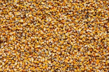 Yellow corn background with copy or text space
