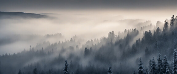 Enchanting misty forest scene in the Black Forest, Germany - evoking a mysterious atmosphere