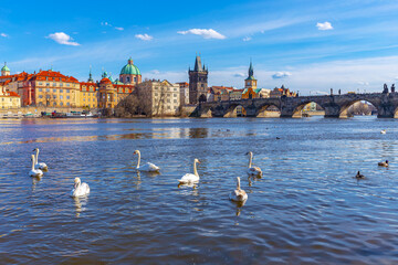 Swans on Vltava River against the background of Charles Bridge
