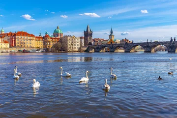 Acrylglas douchewanden met foto Karelsbrug Swans on Vltava River against the background of Charles Bridge