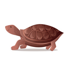 brown cute land turtle. cute turtle. sea ​​dweller