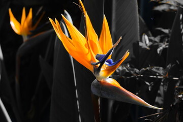 flor amarilla ave de paraíso capturada en naturaleza viva   con  técnica de color selectivo 