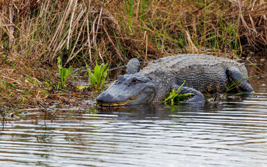 Large alligator resting in marsh grass