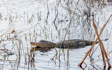 American alligator swimming in marsh