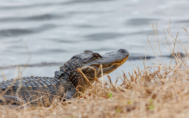 close up of alligator hunting in waters