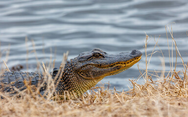 close up of alligator hunting in waters