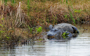 Large alligator resting in marsh grass