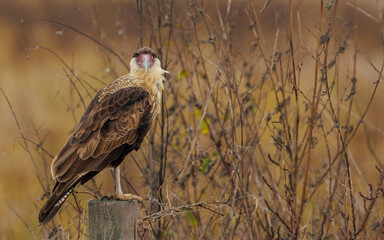Crested caracara perched on wooded post