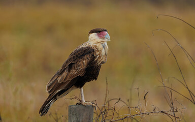 Crested caracara perched on wooded post