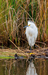 Snowy egret resting in marsh grass